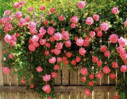 rose bush